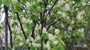 Белая черёмуха