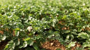 Что ПОСАДИТЬ рядом с КАРТОФЕЛЕМ, чтобы ОТПУГНУТЬ колорадских жуков
НЕТ КОЛОРАДСКИМ ЖУКАМ