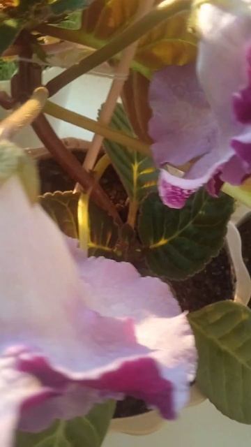 глоксиния цветет смотреть онлайн