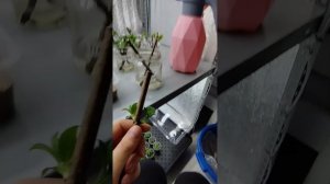 Укоренение почек метельчатых гортензий в вермикулите