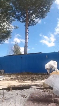 Первые посадки гороха в тайге, 3 мая 2025