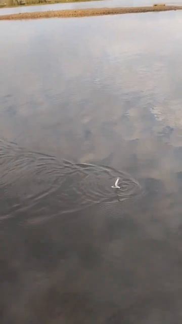 подпишись! #fishing #рекомендации #реки #рыбалка #природа#р смотреть онлайн