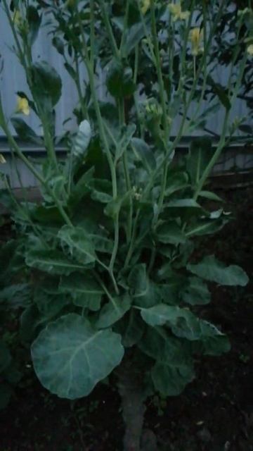 растут качерыжки от капусты смотреть онлайн