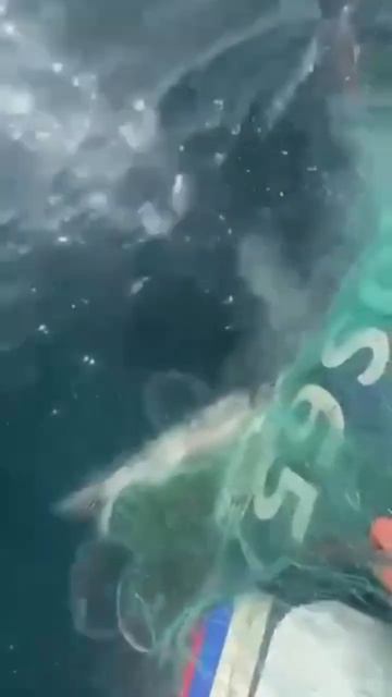 Белая акула на Сахалине... #море #акула #сахалин #купать?