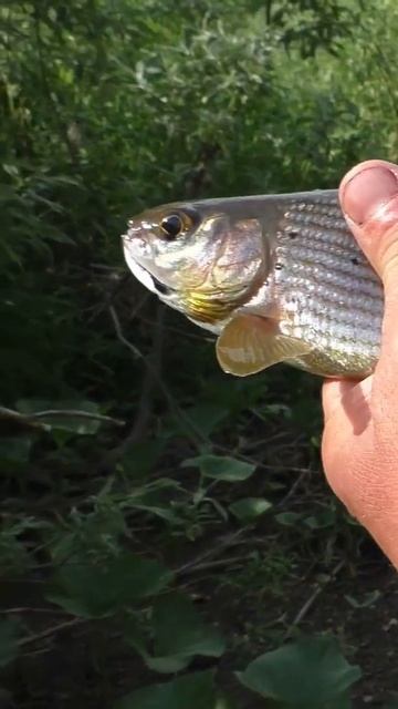 1171 Хариус САМКА 3 года семейство Лососевых иииразум р