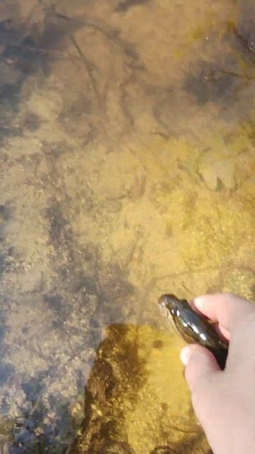 #ротан #fishing смотреть онлайн