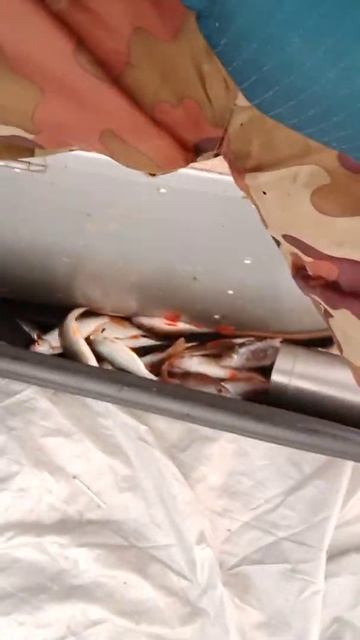 Плотва на мормышку 6.01. 2021 г. смотреть онлайн