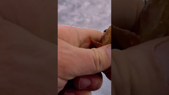 ловим корюшку на Финском заливе. форт Шанц #корюшка #зи смотреть онлайн