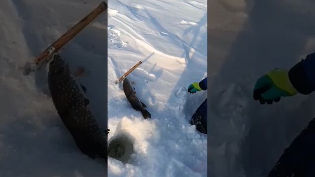 Как поймать щуку руками. Это было феерично👏!!! #рыбал смотреть онлайн