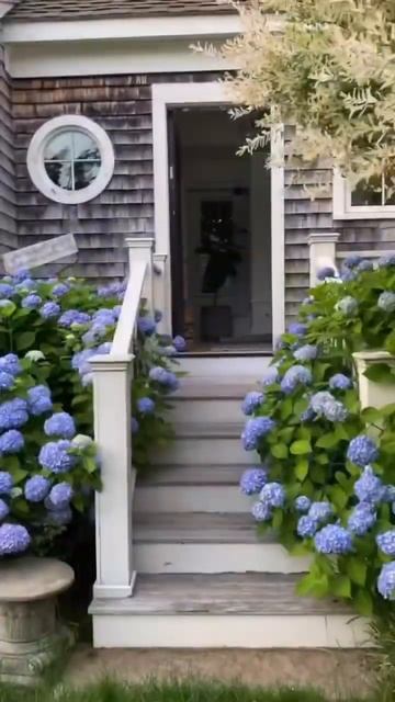 BLUE HYDRANGEAS #garden #гортензія #flowers #гортензия ##shorts #садмечты смотреть онлайн