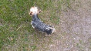 Красота в красоте 🐕 🦜 ❤️ 💐