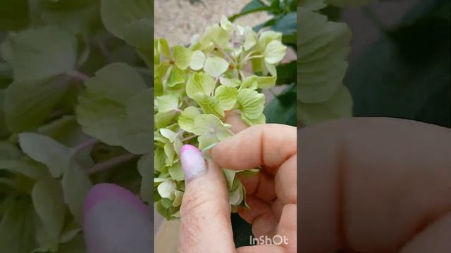 REMBRANDT BELLA PESCHE- сорт "БОМБА " #гортенземанка смотреть онлайн