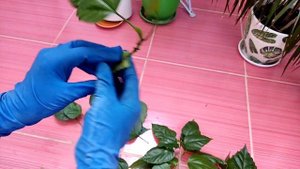 Укоренение черенков с помощью алоэ, новый эксперимент