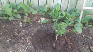 Сосна Веймутова Грін-Твіст (Green Twist)