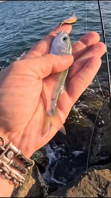 #рыбалка#луфарь Мелкий 🤏луфарь🐟 на воблер 🎣 смотреть онлайн