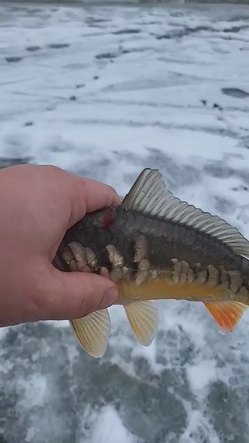 Новый обитатель реки Урал смотреть онлайн