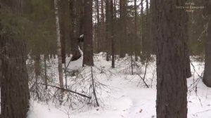 Охота на куницу капканами. сезон 24-25г. / 13.02.2025год. УДАЧН