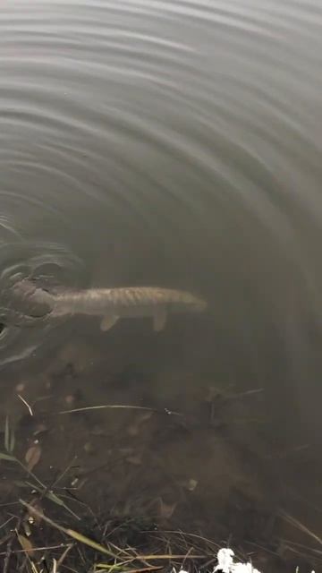 5,3 кг🔥 Отпустил хорошую щуку👍 смотреть онлайн