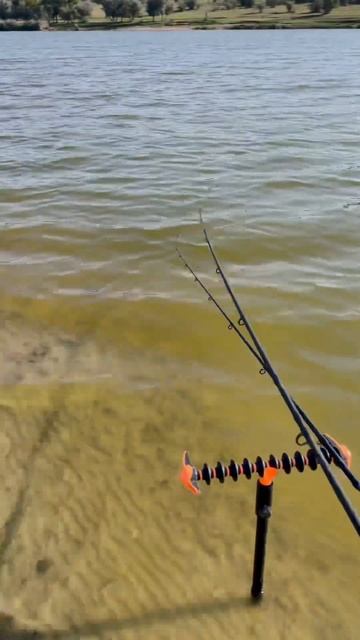 Сны перед рыбалкой😂 #рыбалка #рыба #карп #сазан #белый? смотреть онлайн