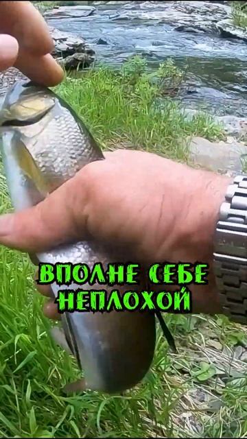 Хариус на Мушку Это ТАЙГА. #тайга #сибирь #природа