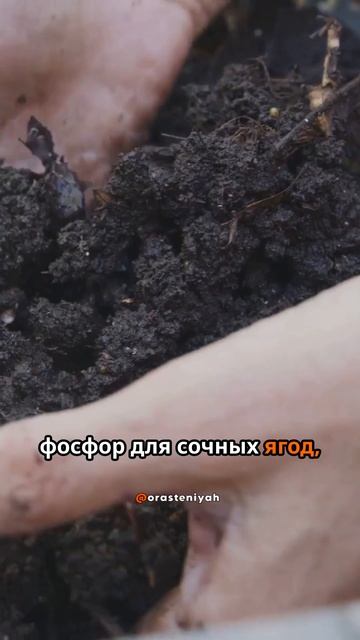 Как вырастить сочную малину: советы и лайфхаки для нач смотреть онлайн