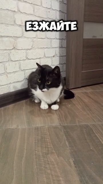 Если муж уехал на рыбалку... #мурка#котик#юмор#шортс#2025 . смотреть онлайн