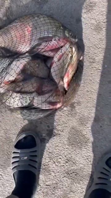 Половил леща. Река Белая, Башкортостан. #рыбалка #фидер смотреть онлайн