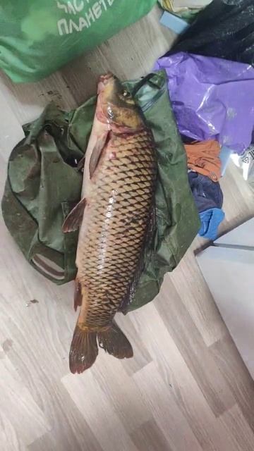 Поймали сазана на 4.900 на Дону! смотреть онлайн