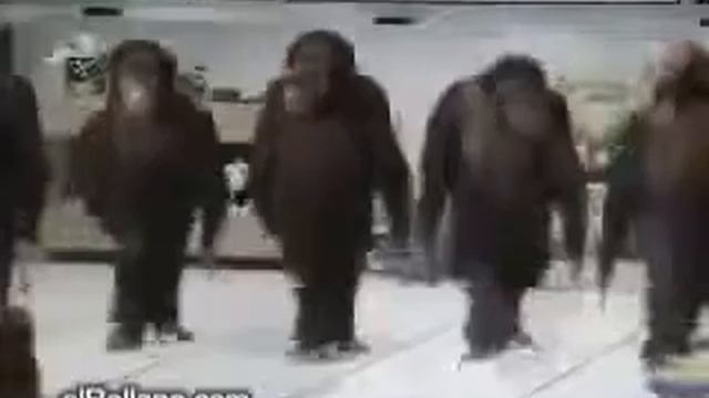 Приколы !!! Обезьяны смотреть онлайн