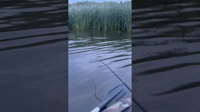 КАМСКОЕ УСТЬЕ ЛОВЛЯ НА УДОЧКУ КАРАСЕЙ САЗАНОВ смотреть онлайн