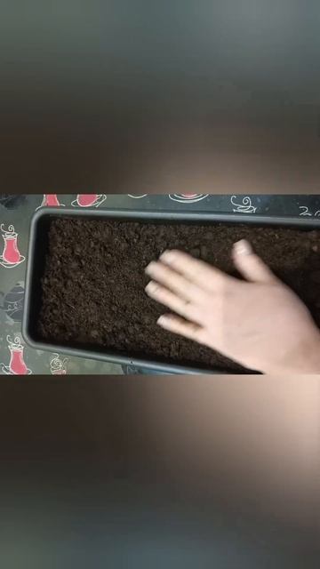 Сеем перец! Самый простой способ! смотреть онлайн