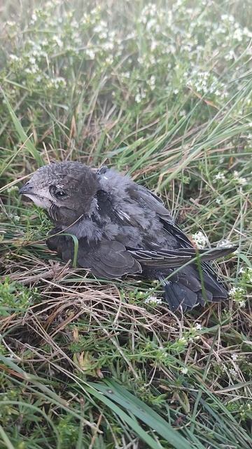 Что едят стрижки??? смотреть онлайн