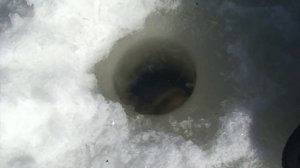 Азартная зимняя рыбалка на горной реке в Хабаровском ?