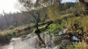 Ловля щуки осенью. Спиннинг с берега на малой реке