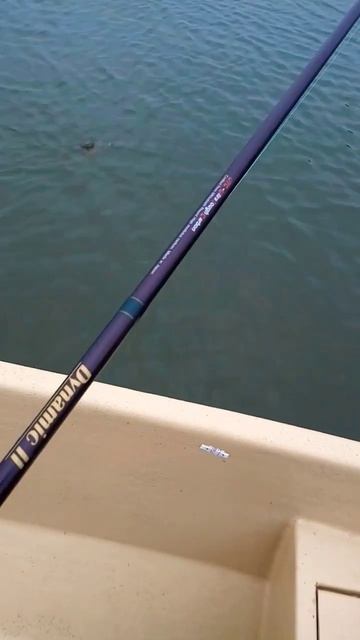 Рыбалка в Астрахани, окунь на балансир #шортс #топ #fishing