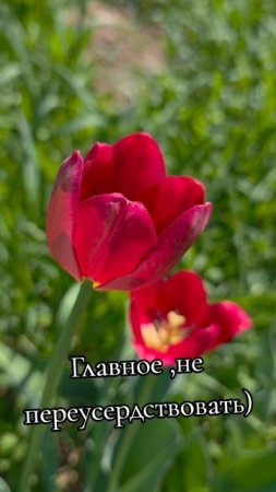 Цветок и ветер)