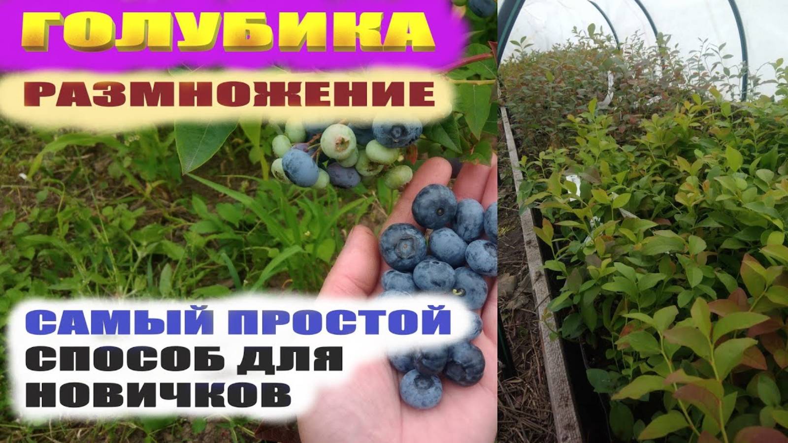 Размножение голубики черенками. Так размножить голубику сможет каждый