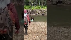 Нападение медведя на рыбалке, медведь украл улов рыба?