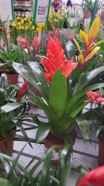 Инопланетные бромелиевые! #бромелиевые #вриезия #эпиц? смотреть онлайн