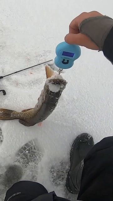 Увидел в паноптикс щуку и тащу смотреть онлайн