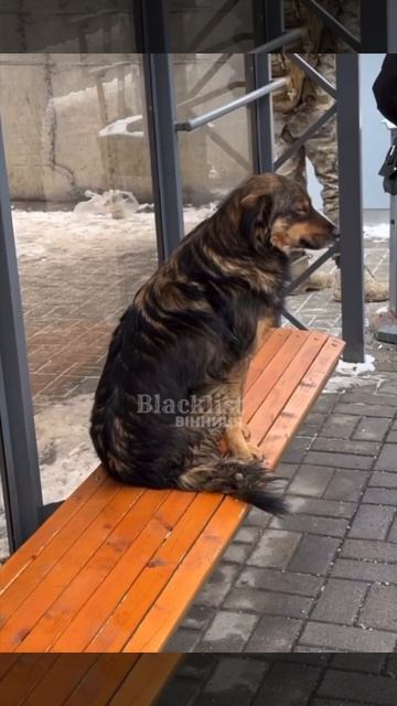 Собака ждёт транспорт на остановке #reels #dog #funny #video #вин? смотреть онлайн
