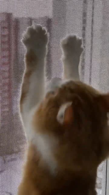 Люди спешат на работу🏃♂️🏃♀️ Машины стоят в пробках 🚗🚕🚙  Василиса Апельсиновна 🐈 #shorts смотреть онлайн