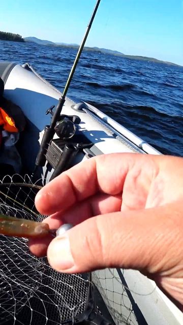 САМАЯ УЛОВИСТАЯ ПРИМАНКА! #shorts #рыбалка #fishing #nature #fish #э? смотреть онлайн