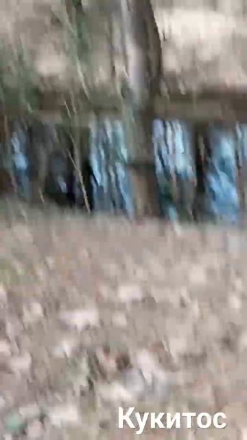 лесок трололо#лес#сосна# смотреть онлайн