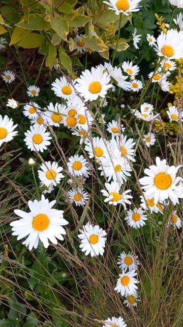 #нивяник #цветы смотреть онлайн