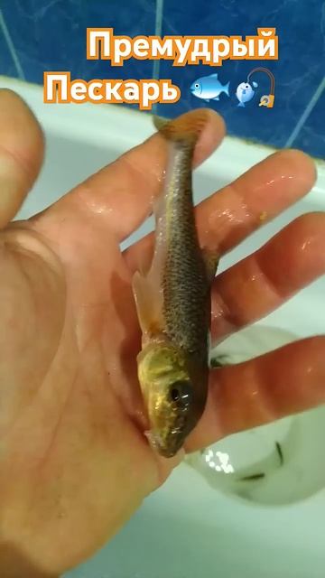 РЫБАЛКА на ПОПЛАВОЧНУЮ УДОЧКУ 🌀🌲 природа 🏡🌲 отдых смотреть онлайн