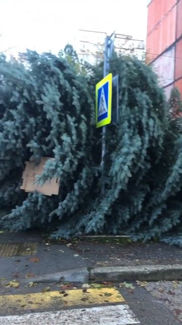 В Симферополе упала ель 28.11.2023 смотреть онлайн