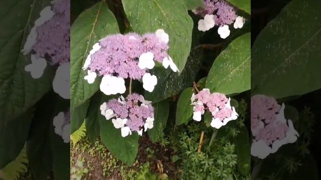 Вот такой цветок растет у моей работы. смотреть онлайн