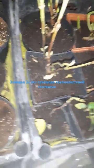 Зимовка в тёмном помещении крупнолистовой гортензии. смотреть онлайн