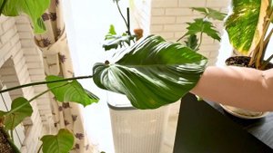 По зеленым домам! Выпуск 8. Обзор комнатных растений!